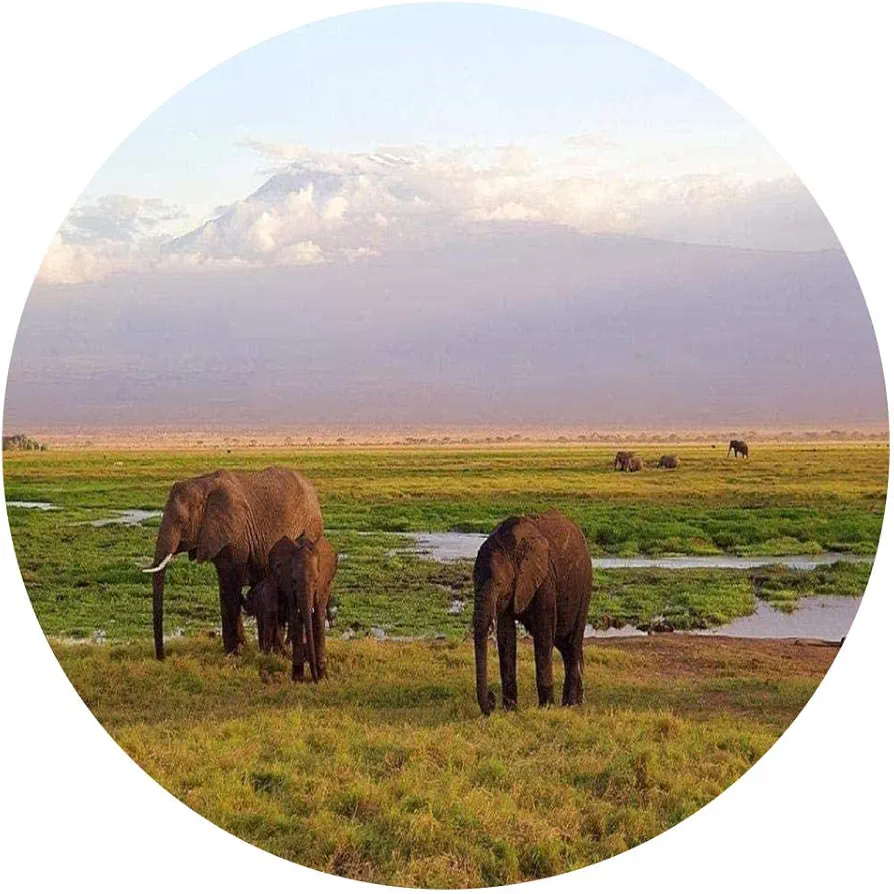 Yingxin34 Rompecabezas para Adultos y niños 1000 Piezas de Elefante en la Pradera Rompecabezas Ocio Juego Creativo Juguete Rompecabezas Juego Educativo Rompecabezas Circular