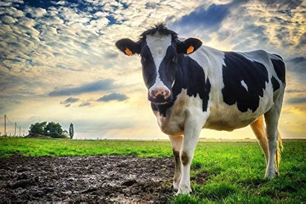 IGHSNZUH Rompecabezas de 1000 Piezas para Adultos, Rompecabezas de Madera, Vacas en la Pradera, Arte, Juego de Ocio, Juguete para Regalo, Adecuado para Familiares Y Amigos